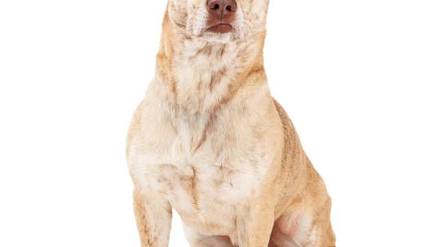 Corgidor