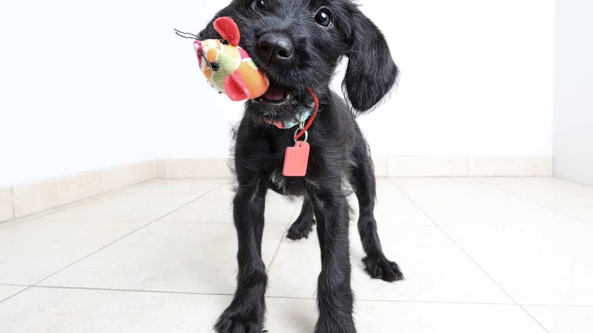 Cute Miniature Schnauzer Puppy