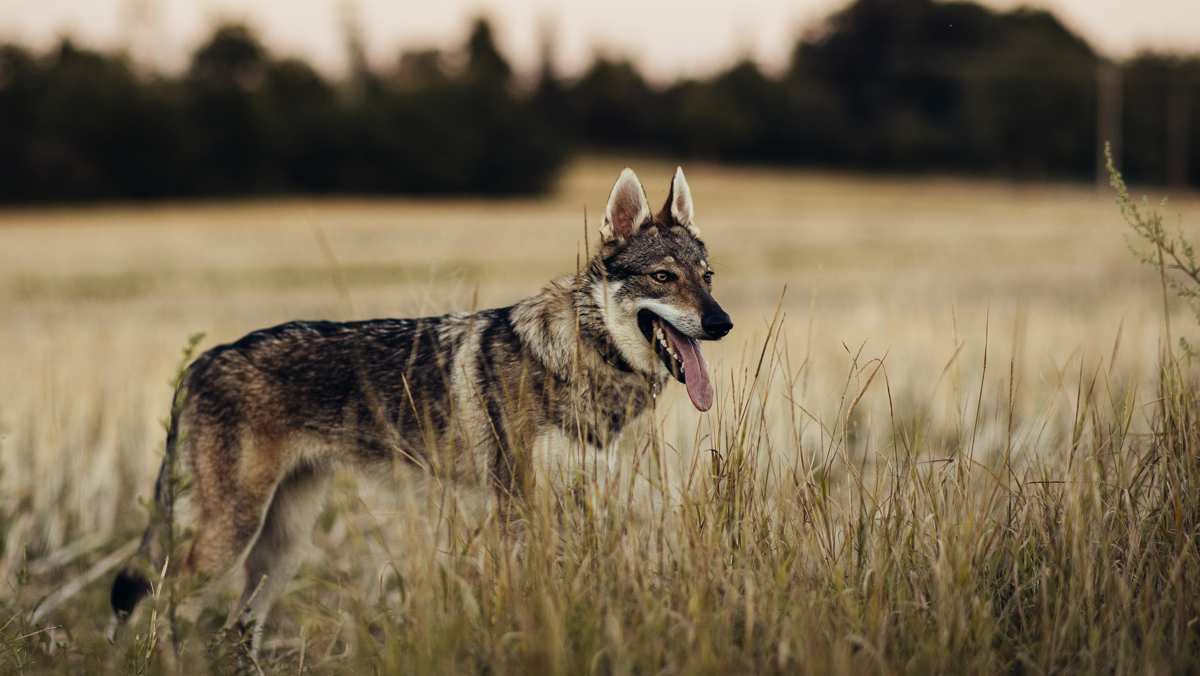 Czechoslovakian Wolfdog