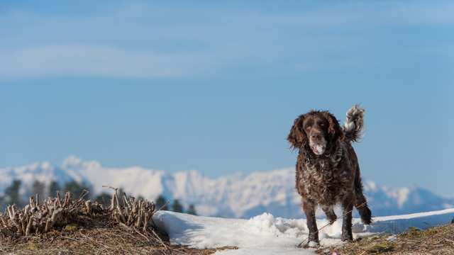 Deutscher Wachtelhund