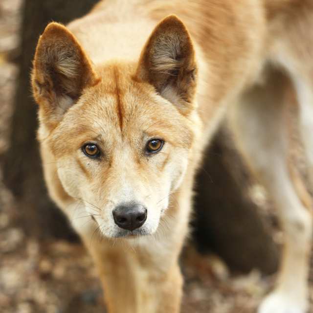 Solid Yellow Dogs Breeds Find Dogs By Coat Color
