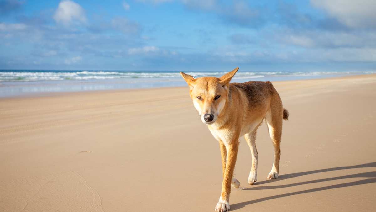 Ding Dog on Beach