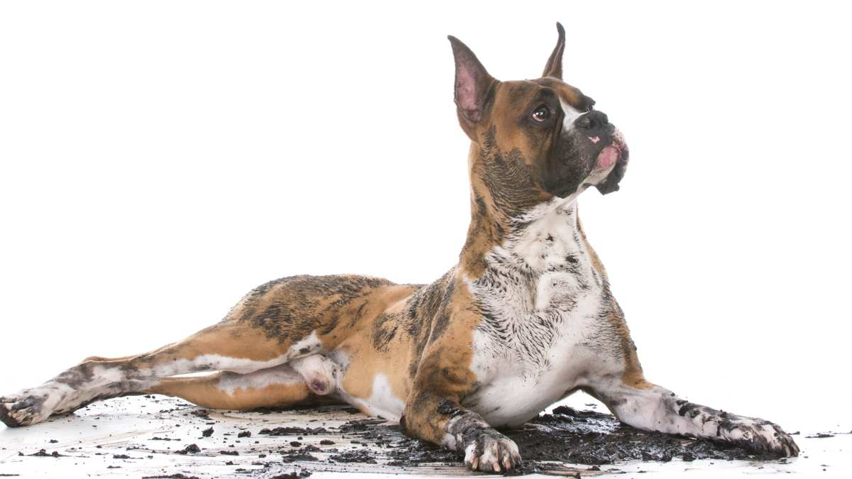 Dirty Boxer Dog Needing a Bath