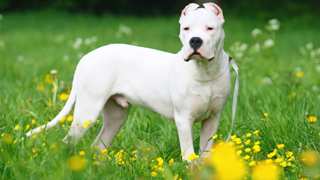 Dogo Argentino Grooming