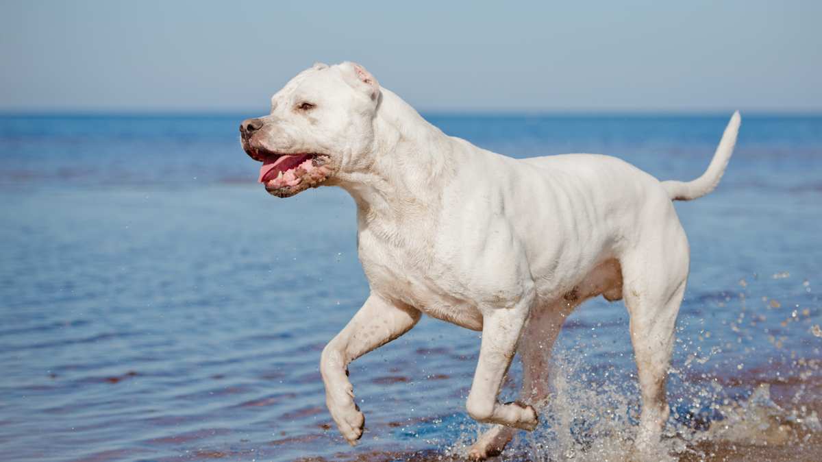 Dogo Argentino Running