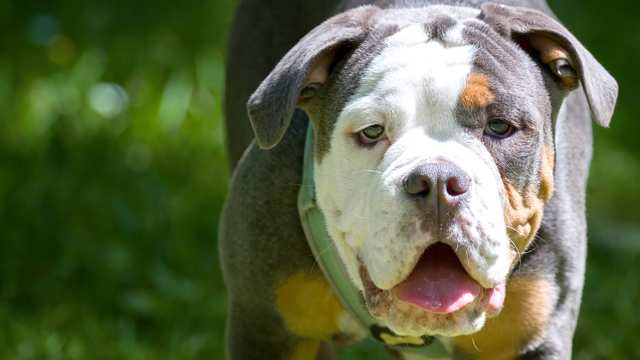 Dorset Olde Tyme Bulldogge