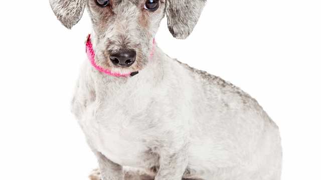 Doxiepoo