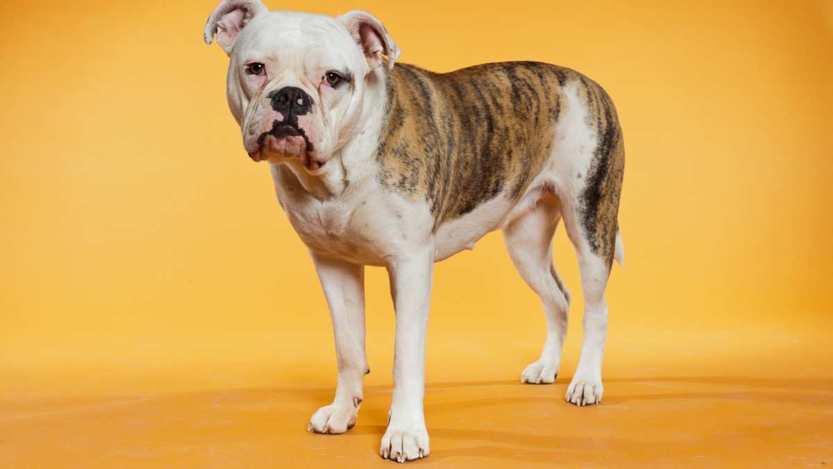 White & Brindle English American Bulldog (Engam Bulldog)