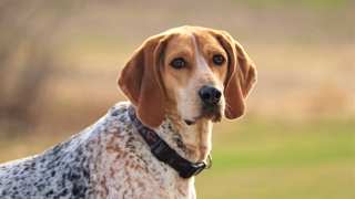 English Coonhound Care