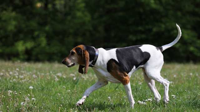 English Foxhound