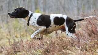 Pointer Grooming