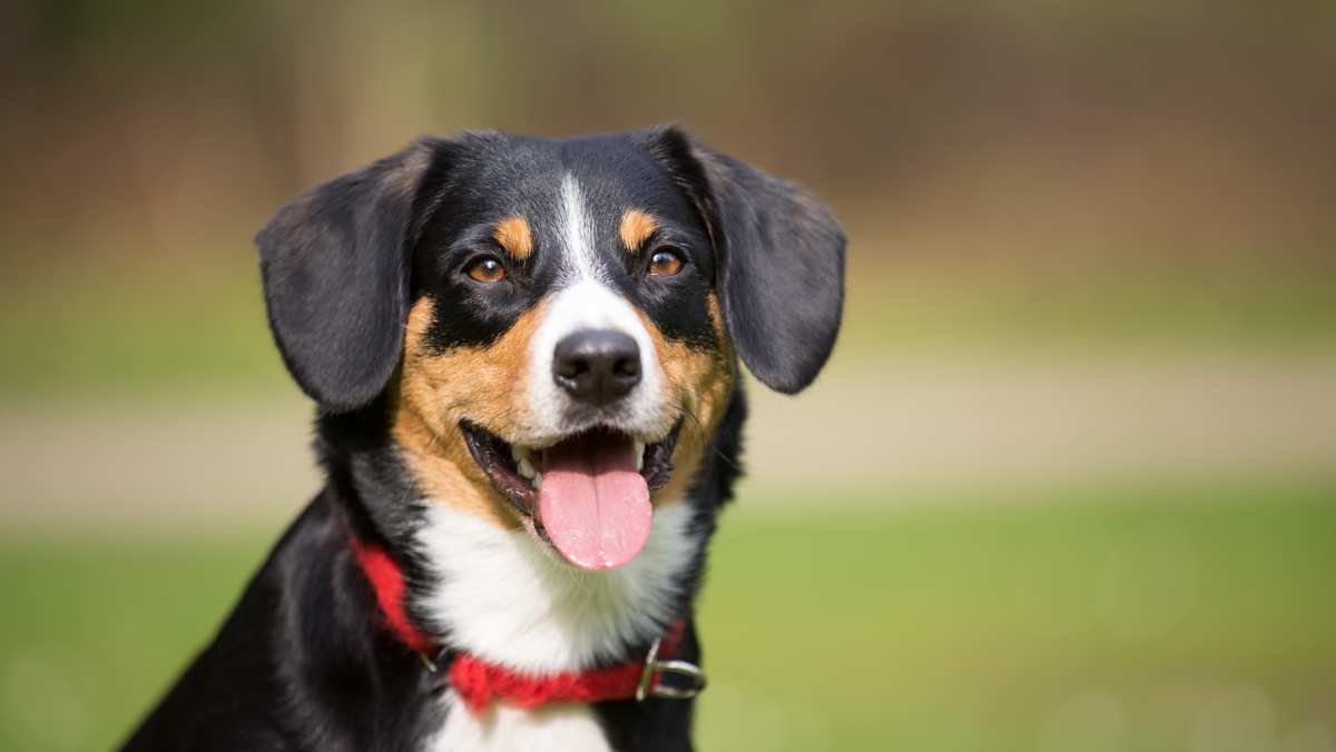 Entlebucher Sennenhund