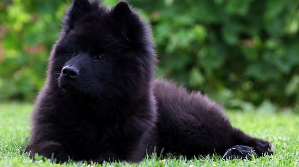 Black Eurasier Puppy