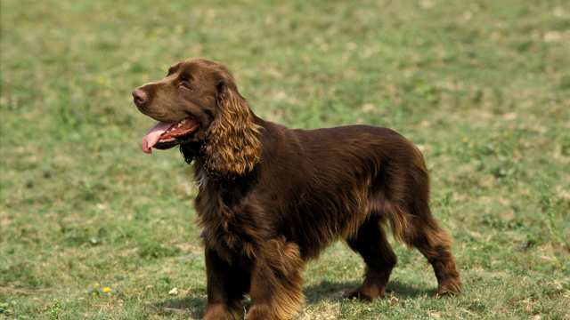 Curly coated spaniel best sale