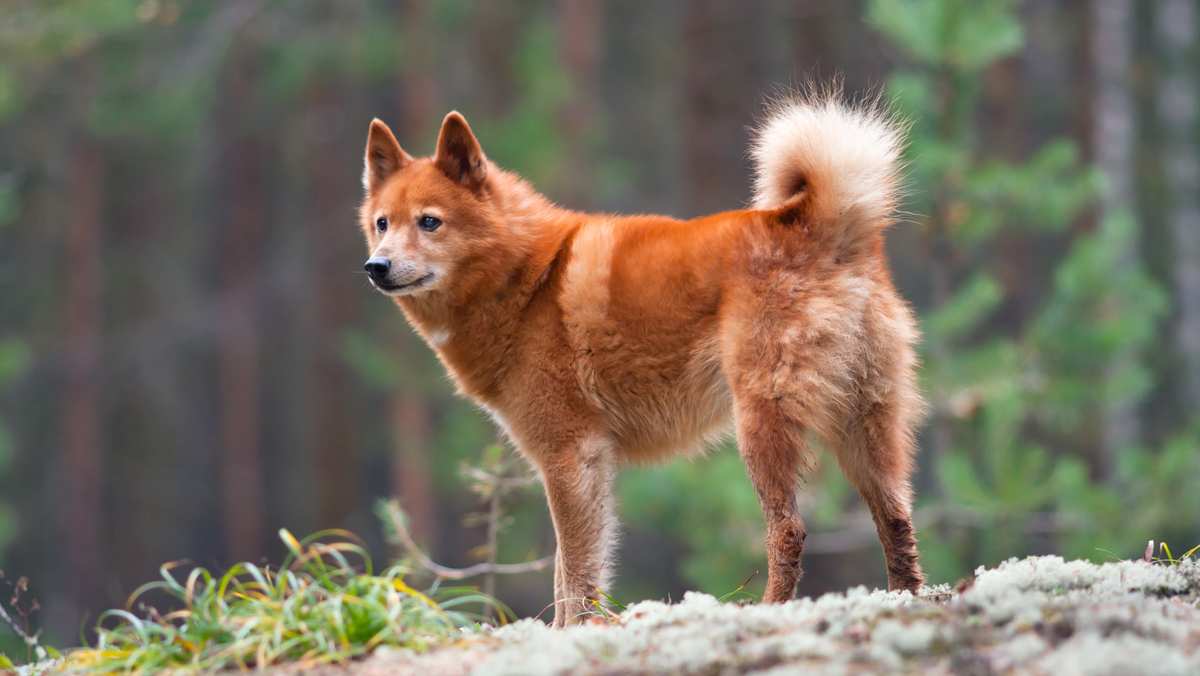 Finnish Spitz