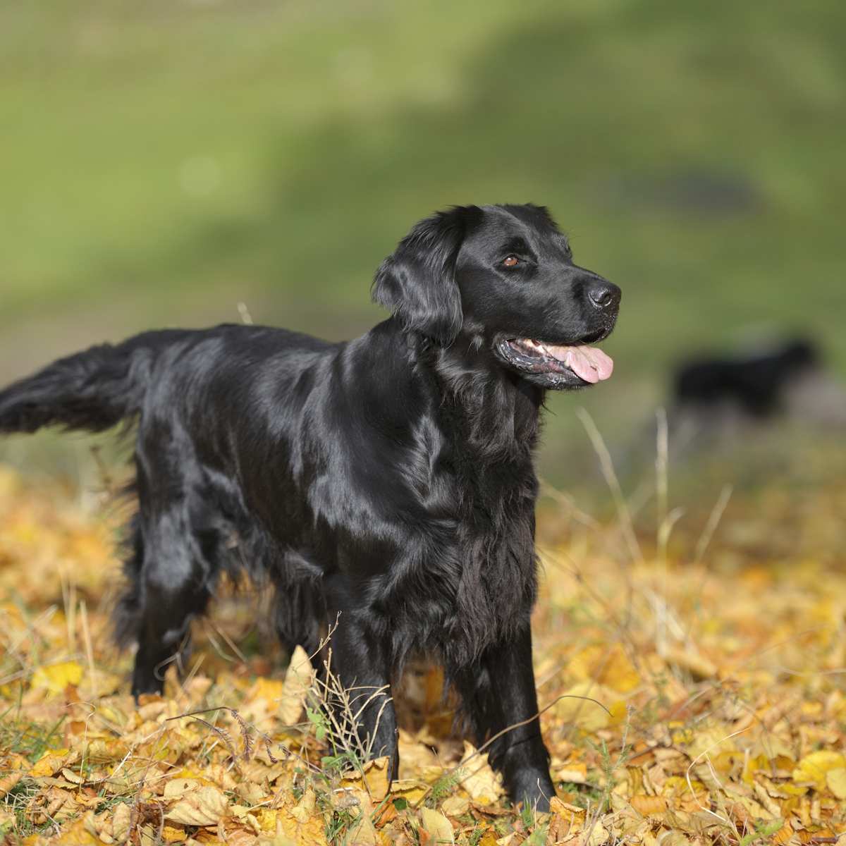 Flat Coated Retriever Dog Breed Everything About Flat coated Retrievers