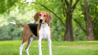 Foxhound Care