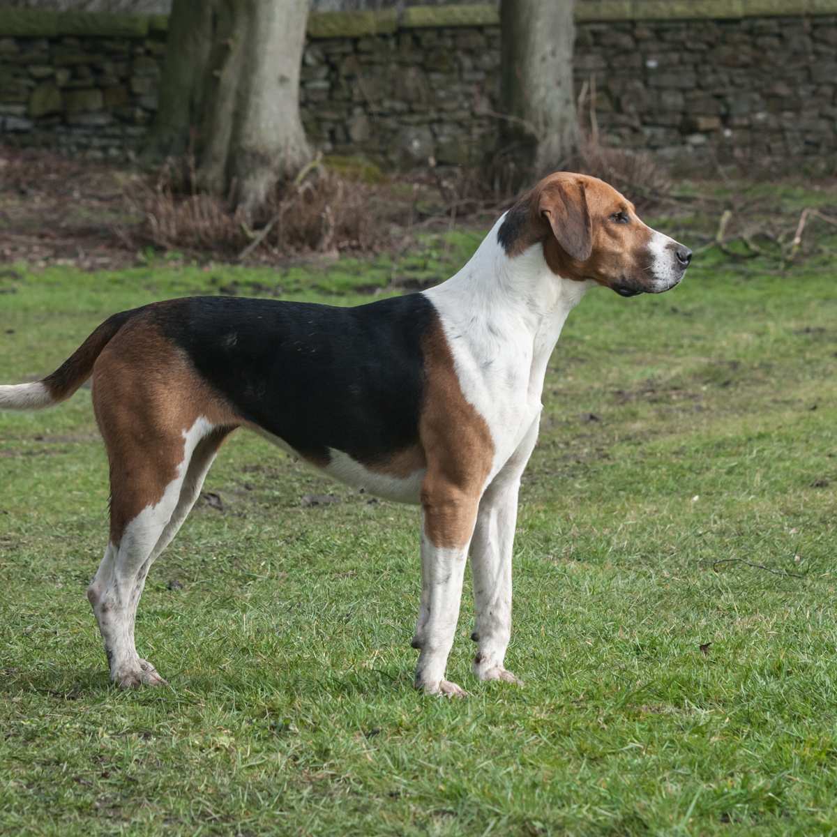 French foxhound hot sale