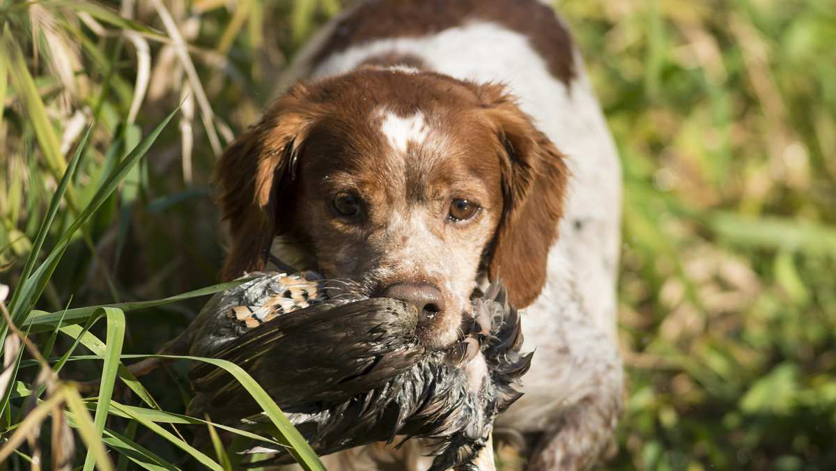 French Brittany Spaniel