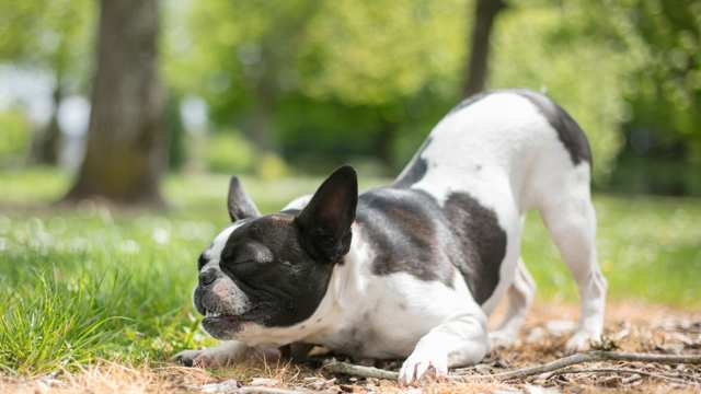 Frenchie Pug