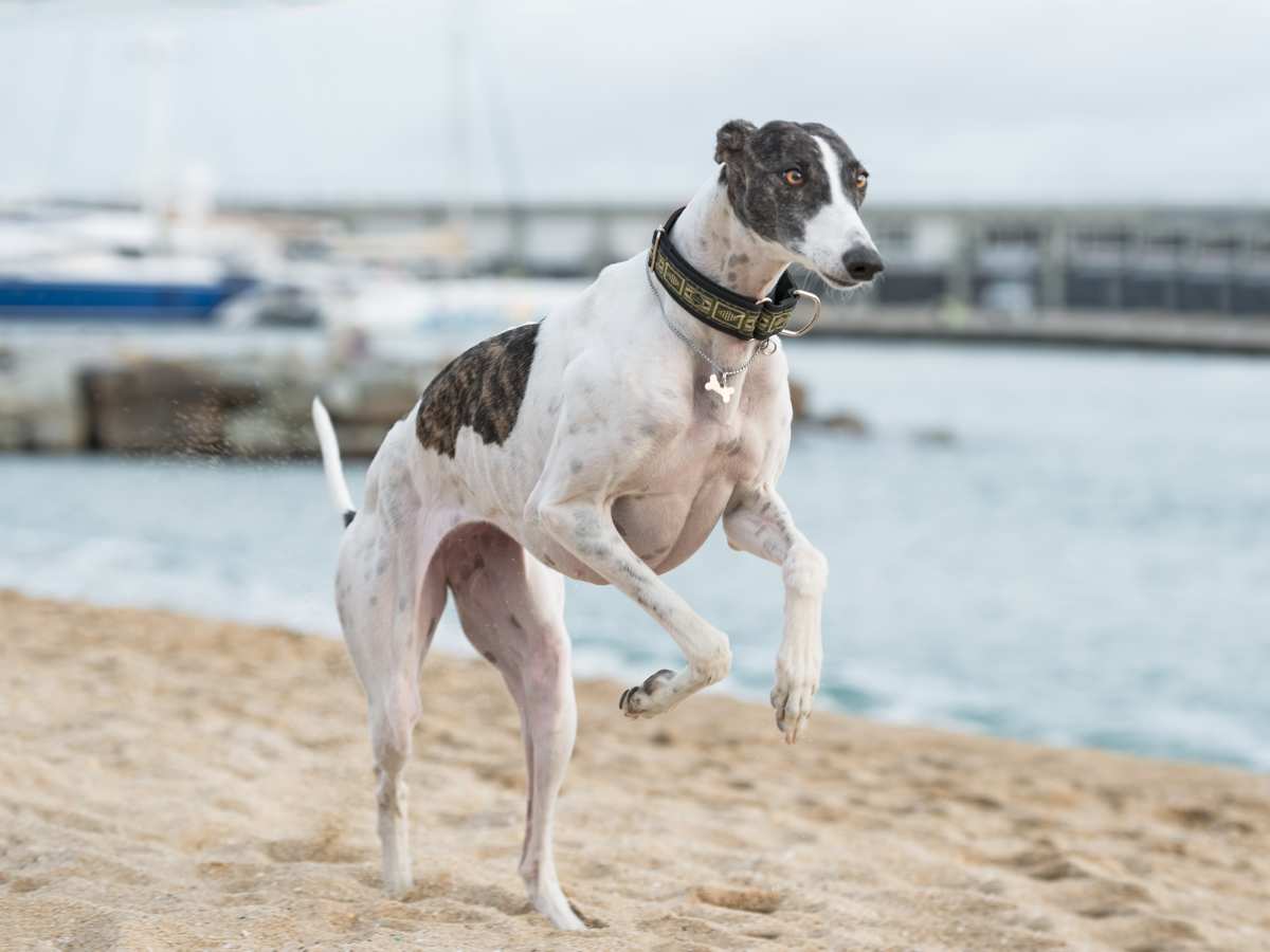 Galgo breed best sale