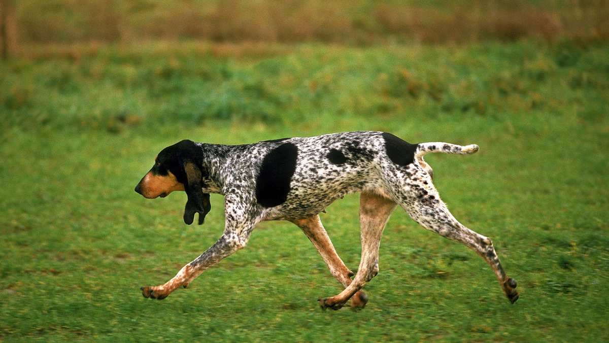 Small Gascon Saintongeois Dog walking on Grass