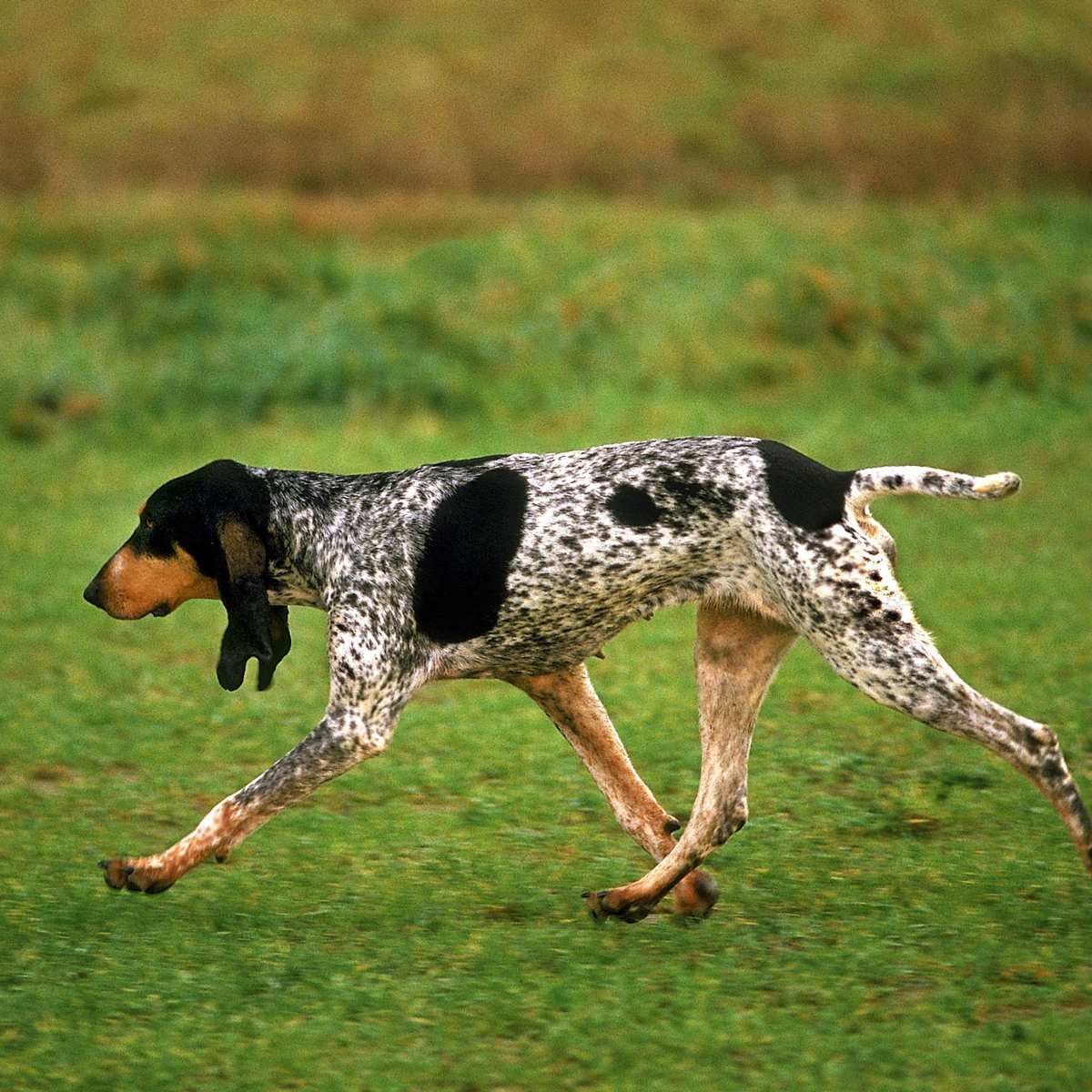 Coonhound Breed Gascon Bluetick Coonhound Coonhound Dog Blue Tick
