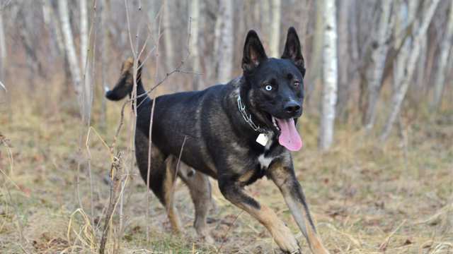 Gerberian Shepsky