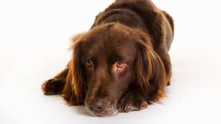 German Longhaired Pointer Care