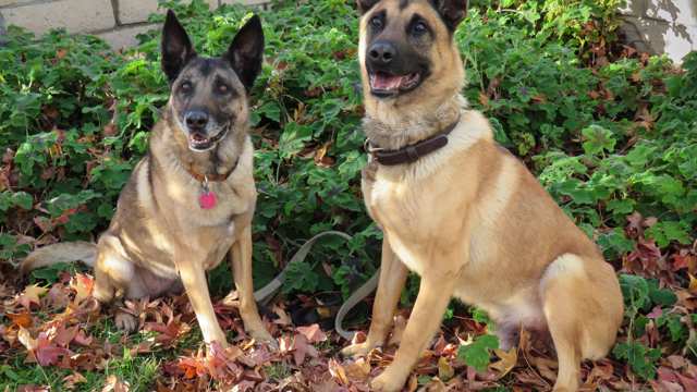 German Malinois