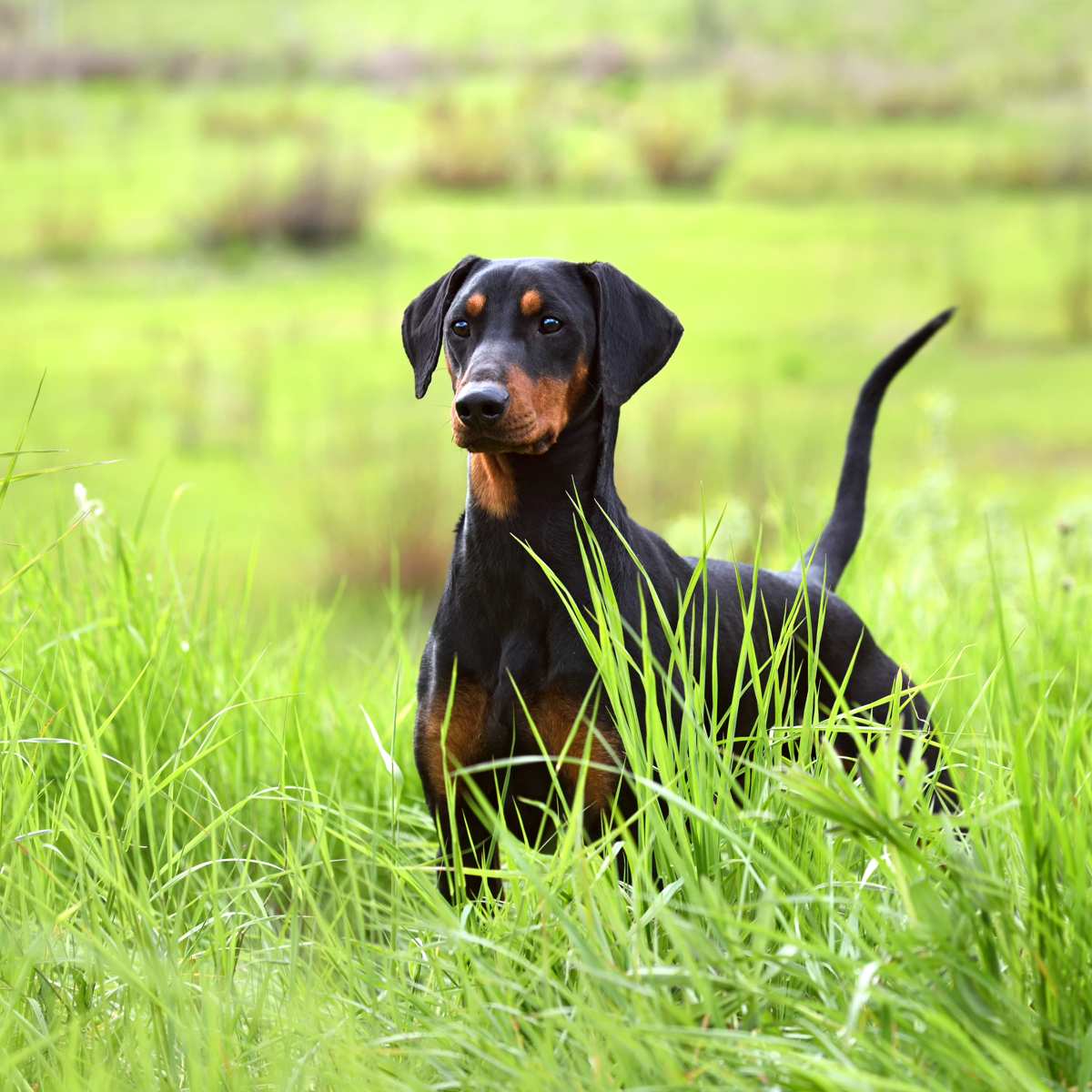 German Pinscher 特別版 The German Pinscher Club of America - Breed History