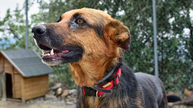 German Shepherd Rottweiler