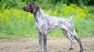 German Shorthaired Pointer Care