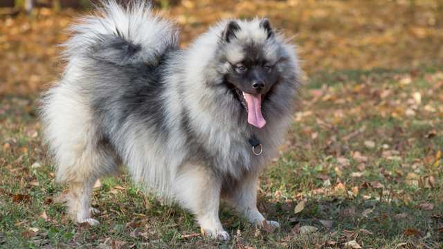 German Spitz