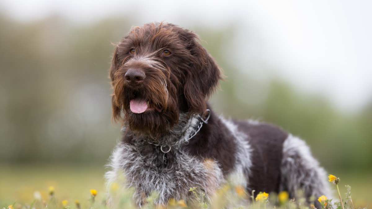 German Wirehaired Pointer