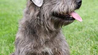 Glen Of Imaal Terrier Grooming