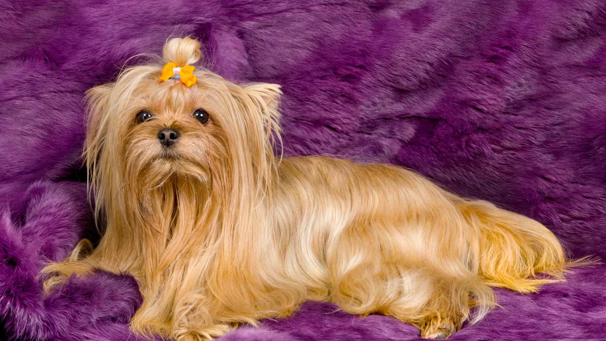 Golddust Yorkshire Terrier