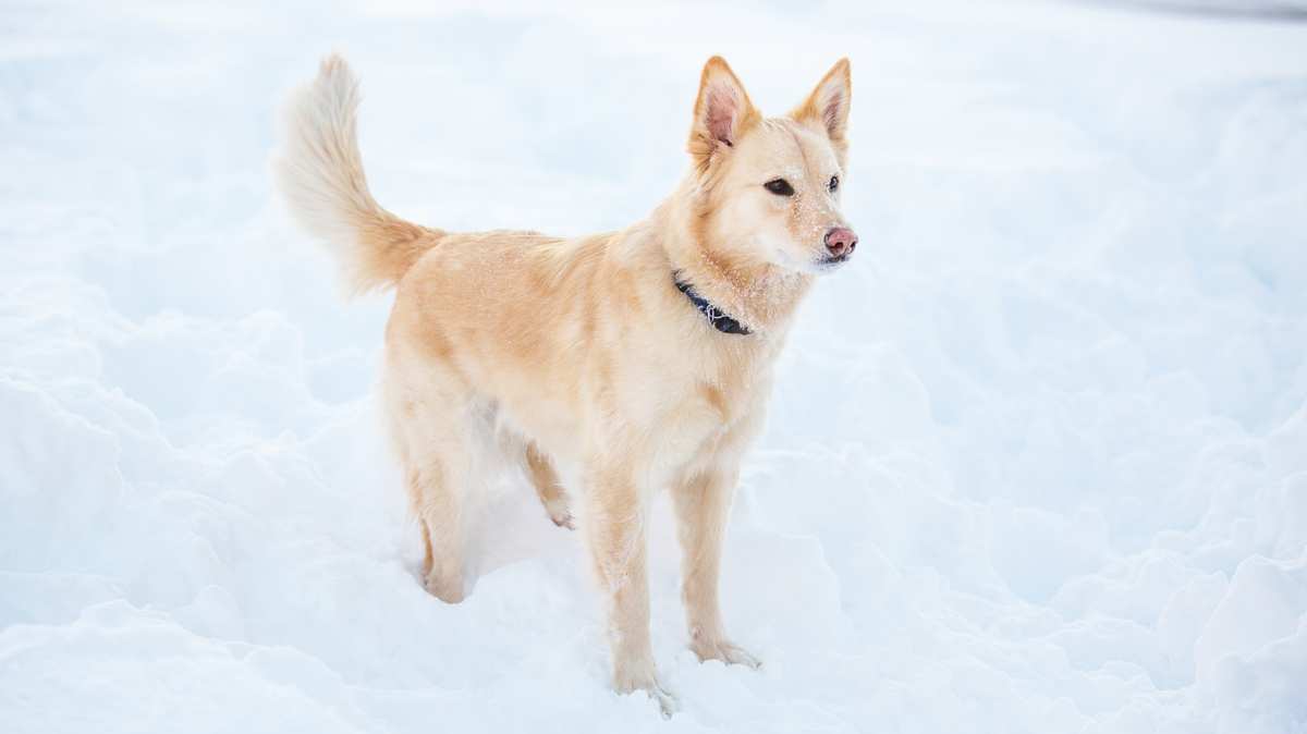 Golden Border Retriever