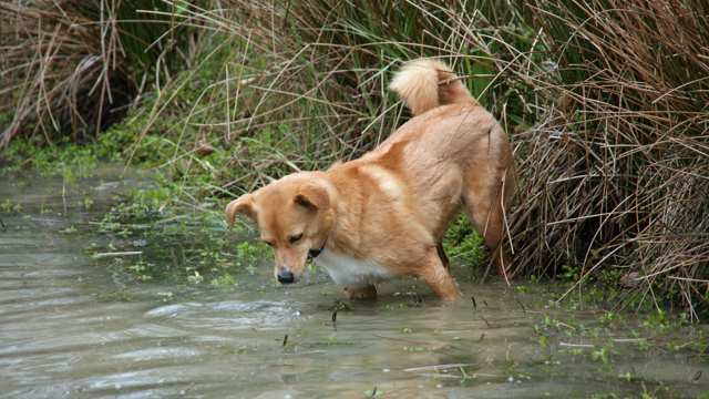 Golden Collie Golden Collie