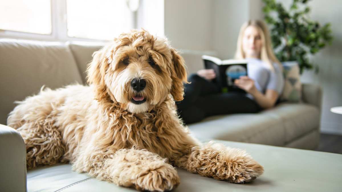 Golden Labradoodle Sitting on Couch