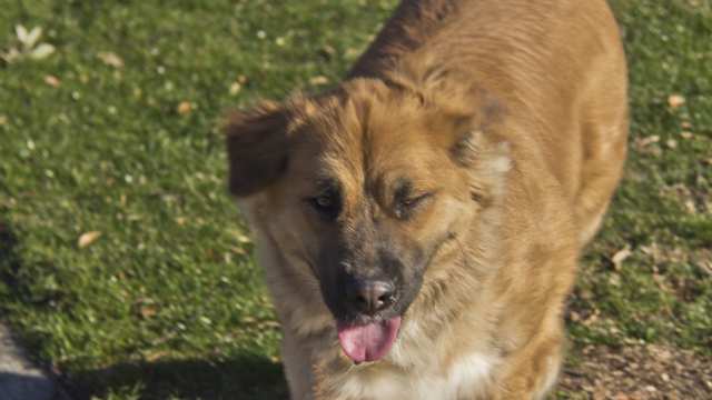 Golden Shepherd Golden Shepherd