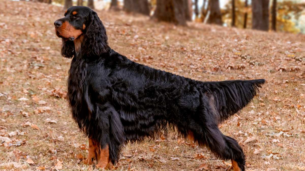 Gordon Setter