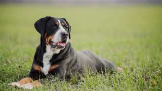 Greater Swiss Mountain Dog Care