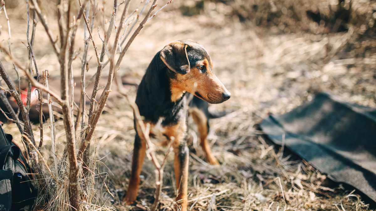 Greek Harehound