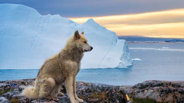 Greenland Dog