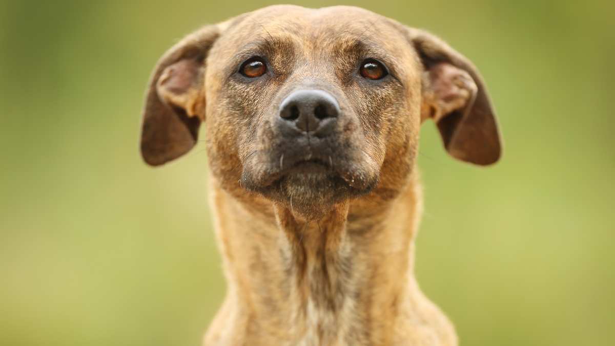 Greyador (Greyhound Labrador Mix)