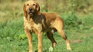 Griffon Fauve De Bretagne