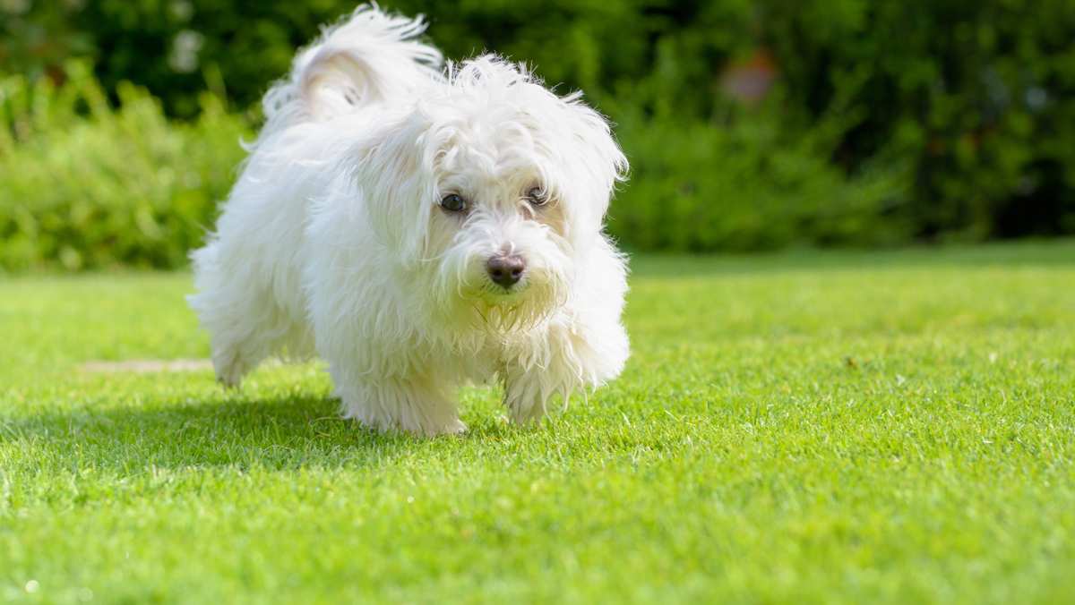 Havachon Puppy in Grass