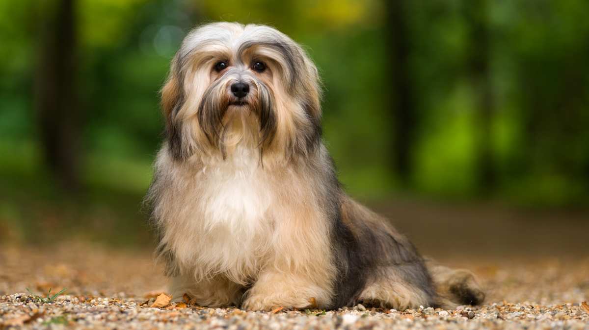 Fawn Sable Havanese on a Forest Road
