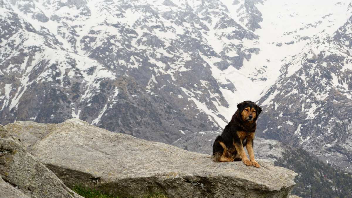 Himalayan Sheepdog